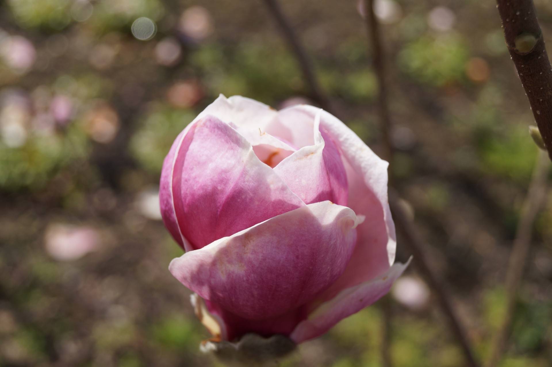 Magnolia soulangeana Rustica Rubra_02
